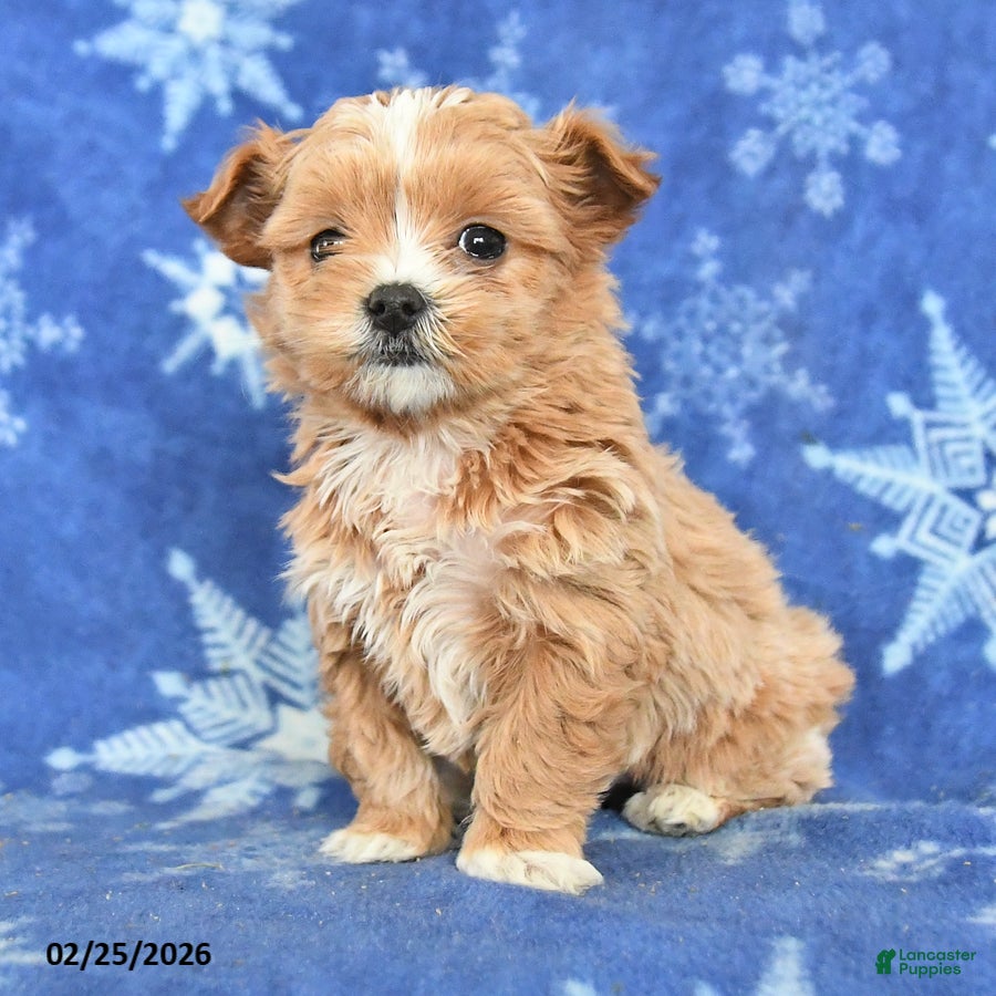 Maltipoo dogs Griffin - Ad 2