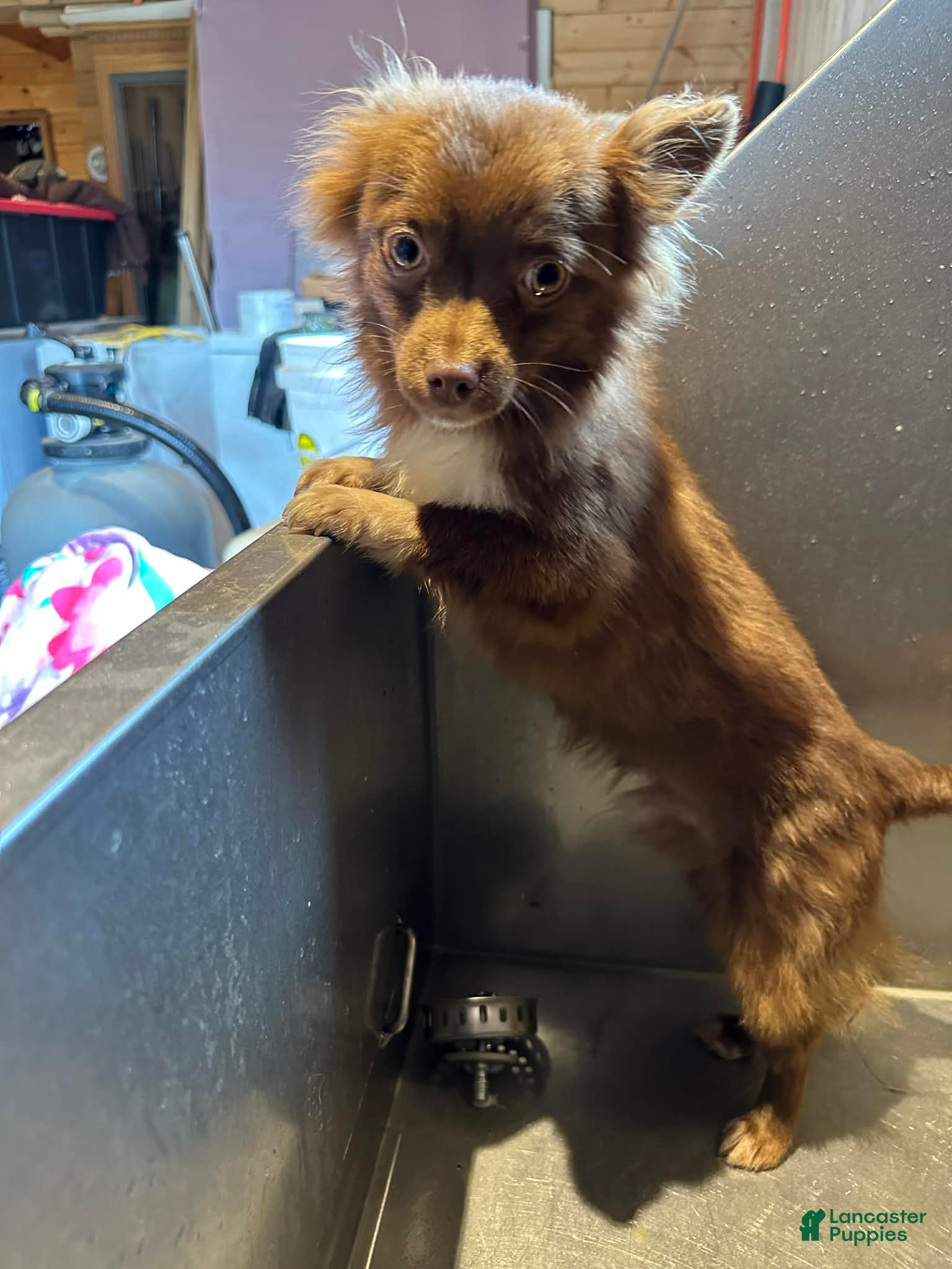 Chihuahua dogs Walkor  - Ad 23