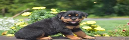 Rottweiler dogs for sale: Odessa - Ad 5
