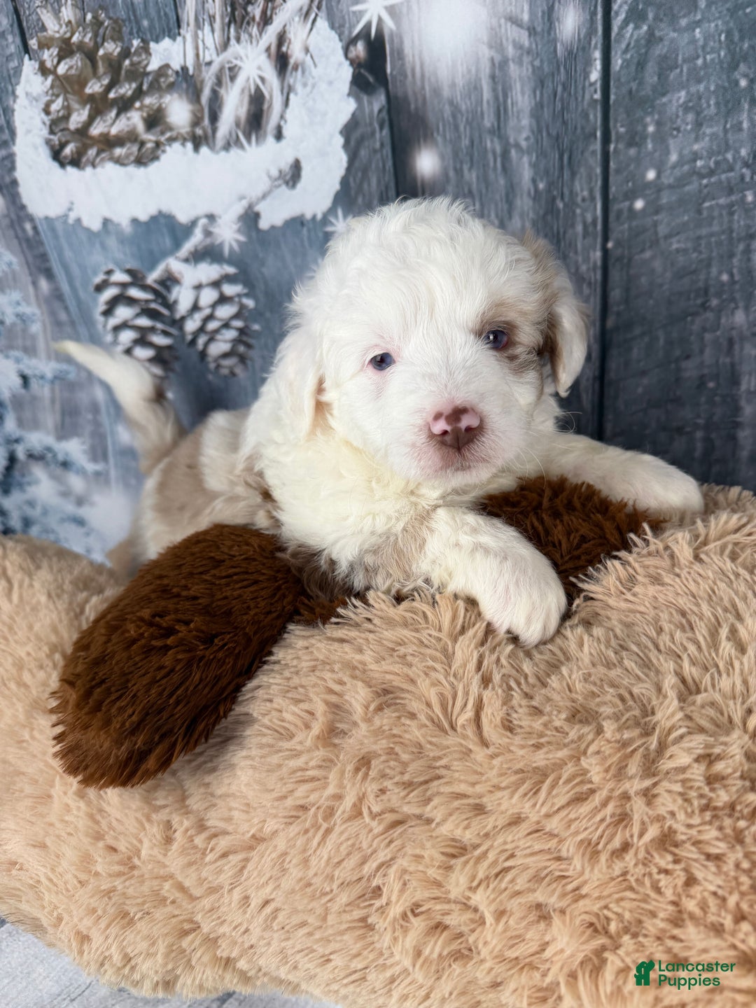 Aussiedoodle dogs for sale: Hayden - Ad 10