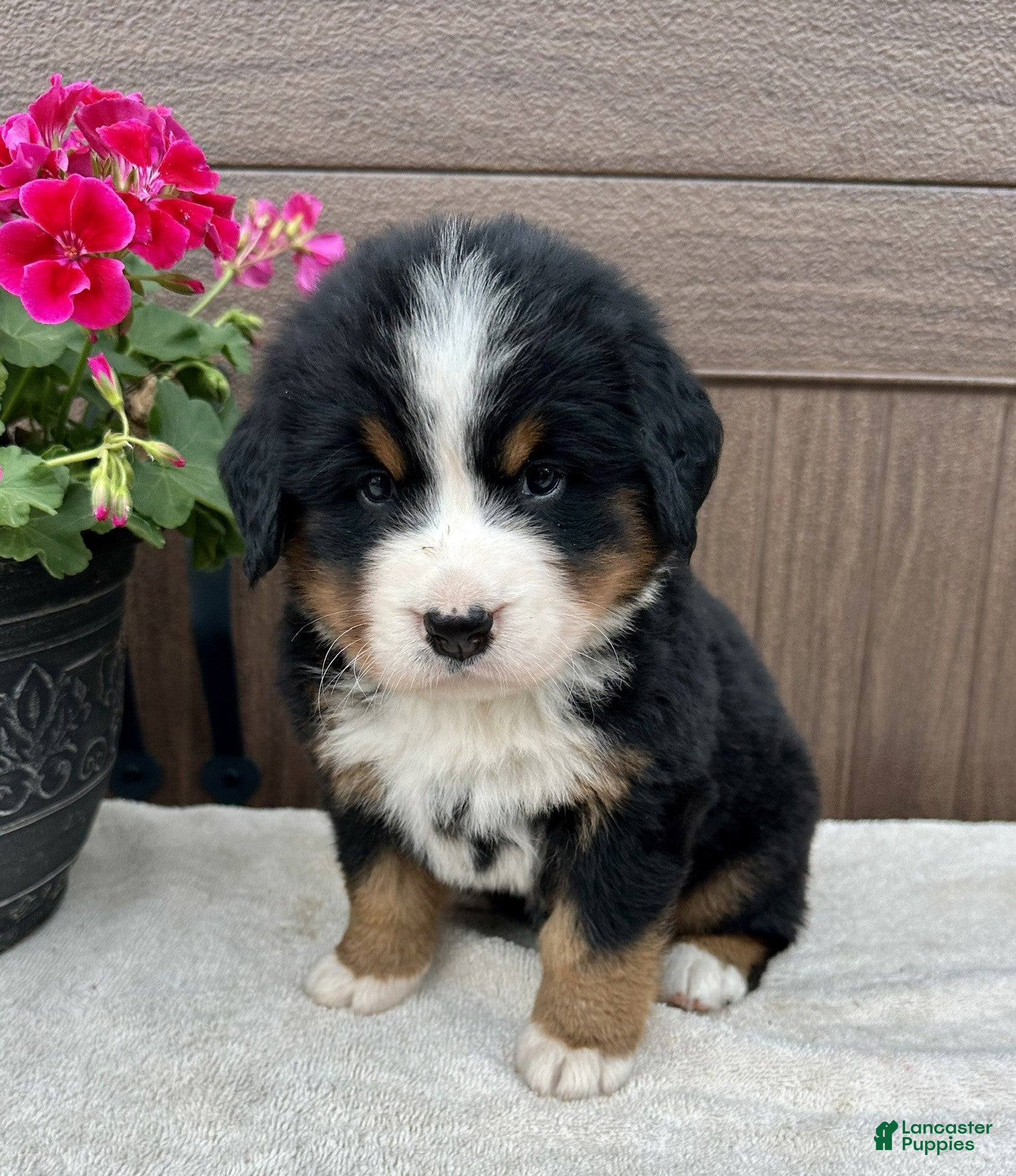 Bernese Mountain Dog dogs Sage  - Ad 1