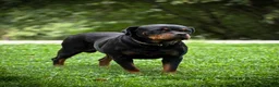 Rottweiler dogs for sale: Rottweiler 1 - Ad 6