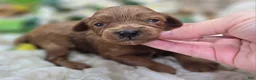 Cavapoo dogs for sale: Honeybee - Ad 3