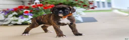 Boxer dogs for sale: Mason - Ad 5