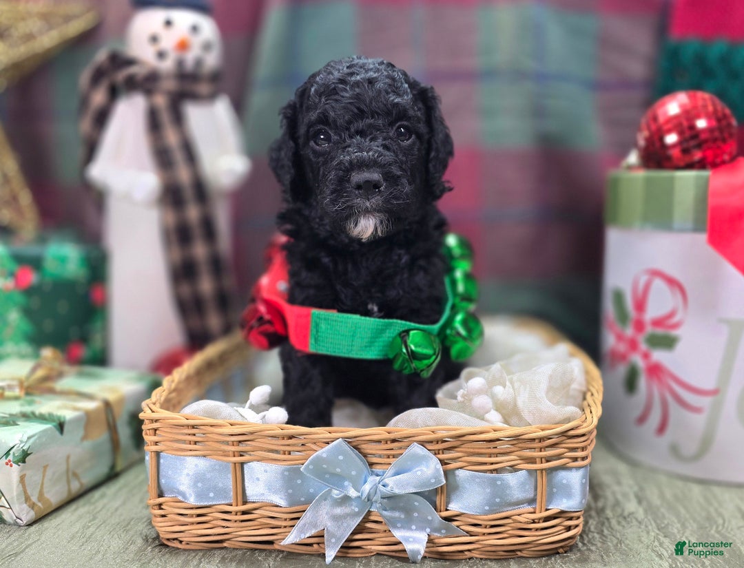 Cockapoo dogs for sale: Crescent - Ad 24
