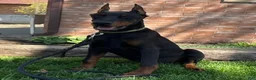Doberman Pinscher dogs for sale: Vick - Ad 9