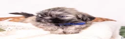 Mixed Breed dogs for sale: Liberty - Ad 6