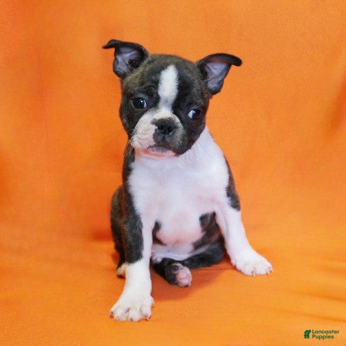 Boston Terrier dogs Rascal - Ad 2