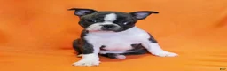 Boston Terrier dogs for sale: Rascal - Ad 2