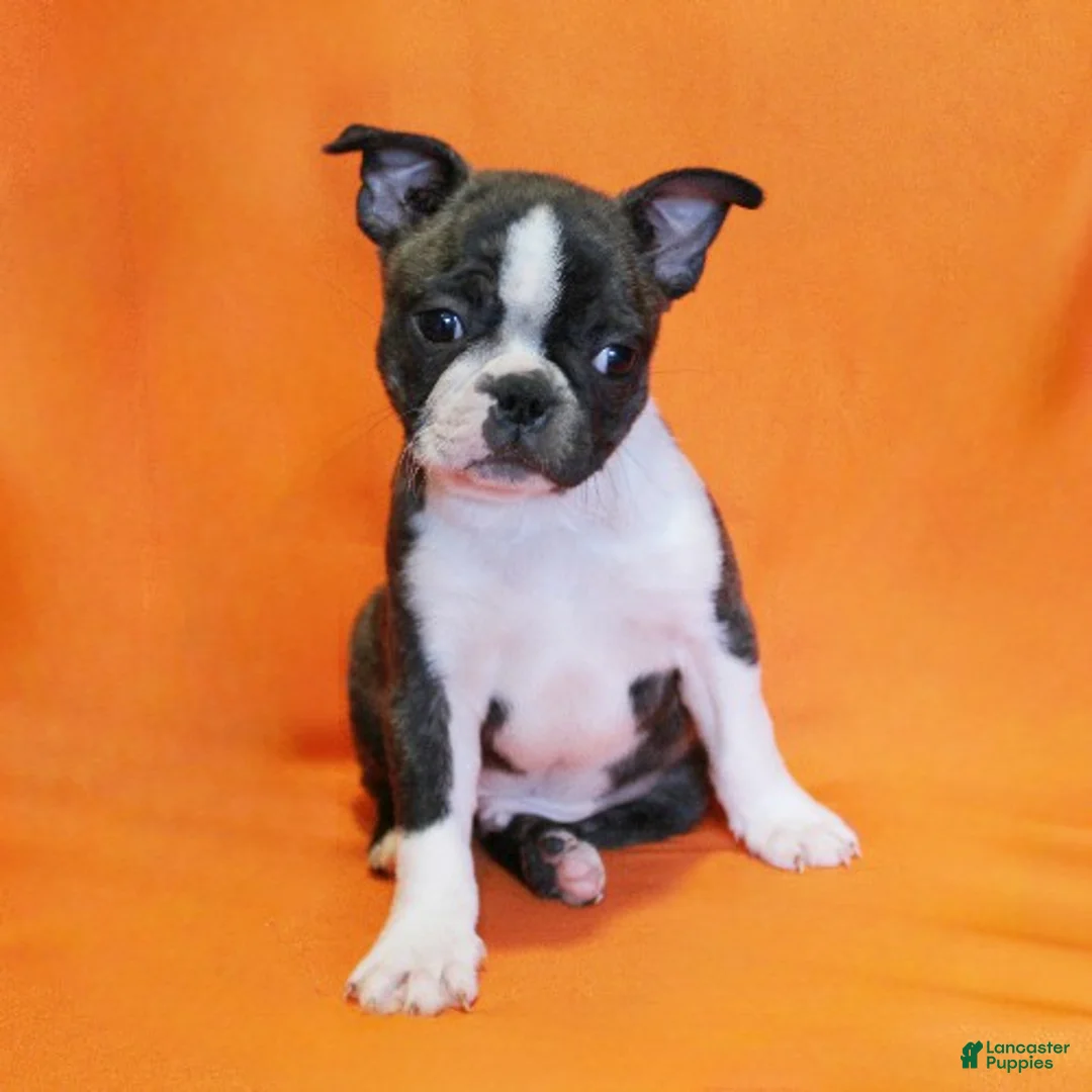 Boston Terrier dogs for sale: Rascal - Ad 2