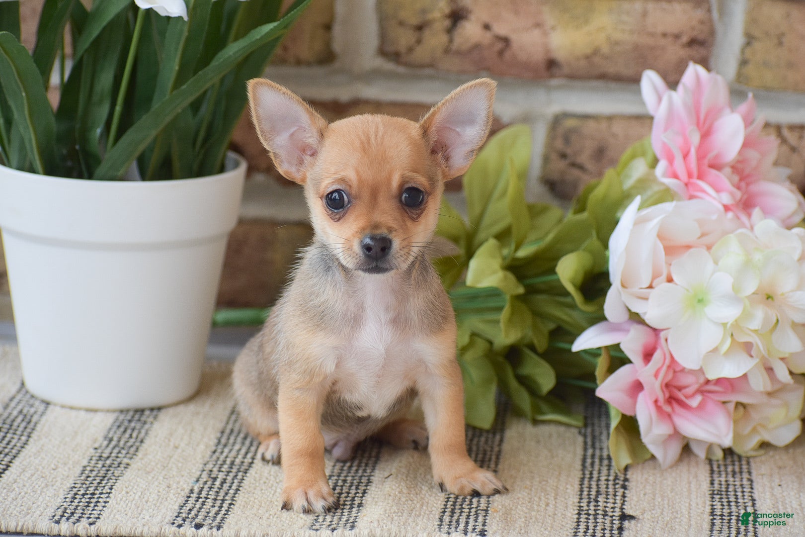 Chihuahua dogs Andre - Ad 1