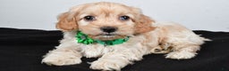 Cockapoo dogs for sale: Carmel - Ad 1