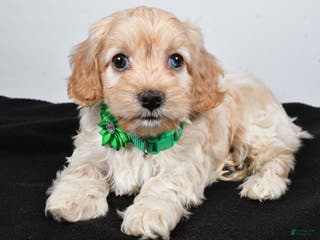 Cockapoo dogs Carmel - Ad 42