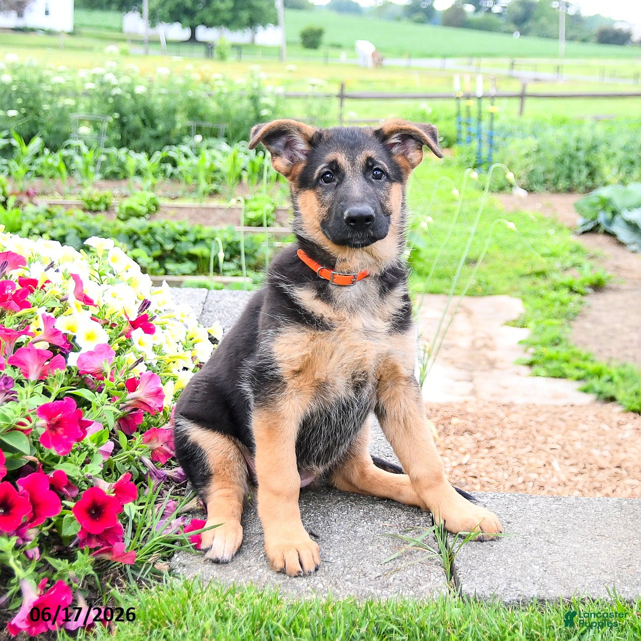Mixed Breed dogs Rose  - Ad 1