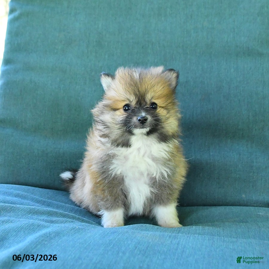 Pomeranian dogs for sale: Tulip - Ad 4