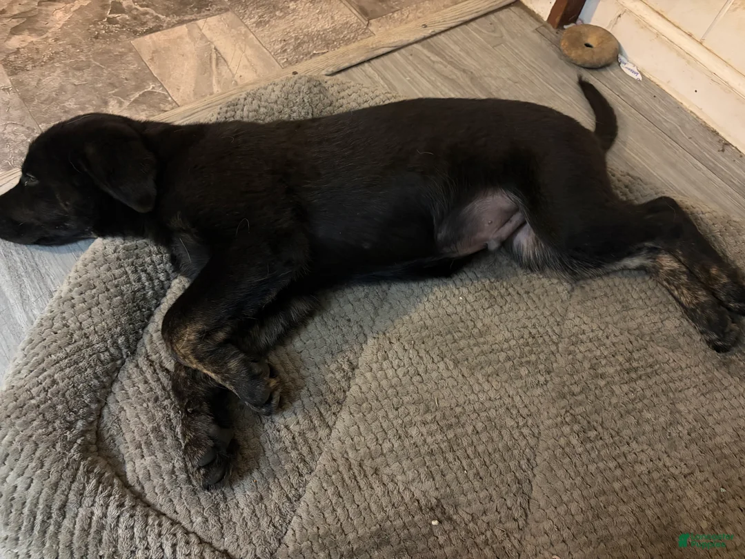 Golden Shepherd dogs for sale: Golden Shepherd Puppy 2 - Ad 2