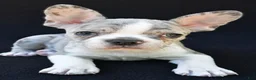 Frenchton dogs for sale: Bailey  - Ad 4