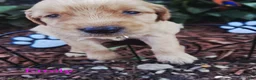 Golden Retriever dogs for sale: Emily  - Ad 2