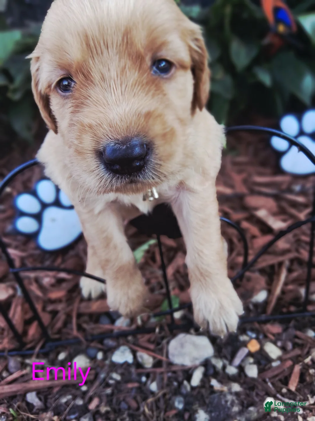 Golden Retriever dogs for sale: Emily  - Ad 2