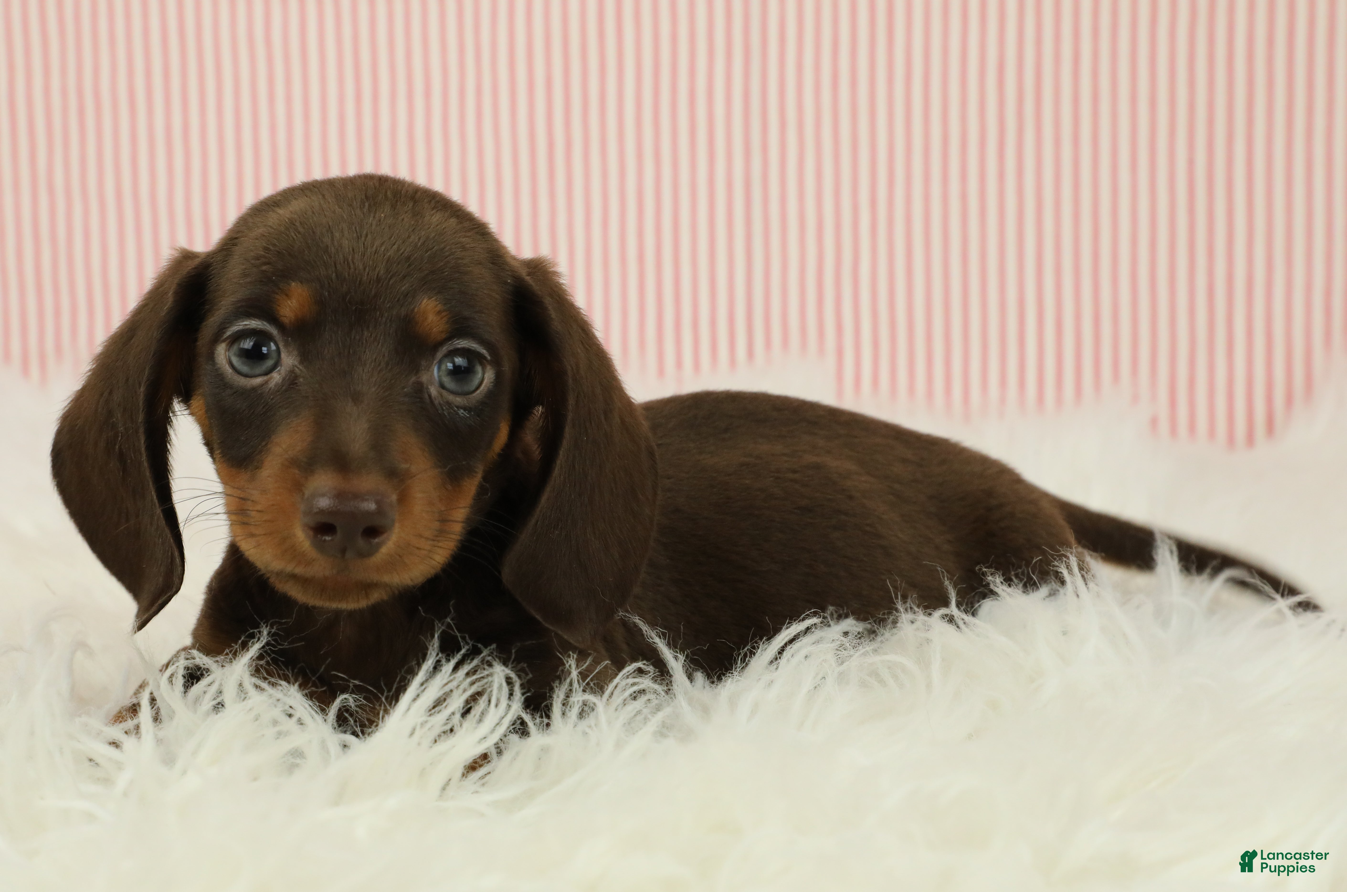 Miniature Dachshund dogs Loki 🦔 - Ad 2