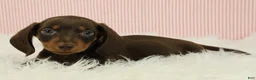 Miniature Dachshund dogs for sale: Loki 🦔 - Ad 2