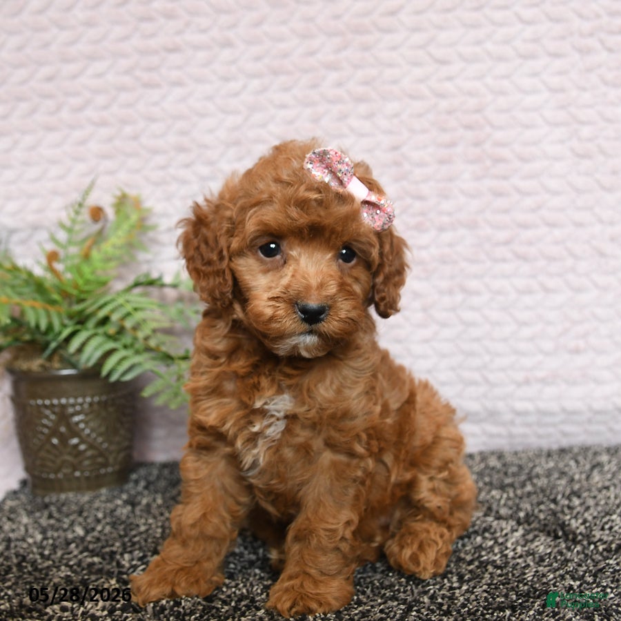 Cockapoo dogs Rosie - Ad 1