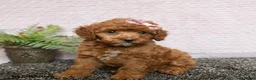 Cockapoo dogs for sale: Rosie - Ad 1