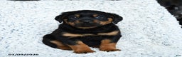Rottweiler dogs for sale: Rocky - Ad 1