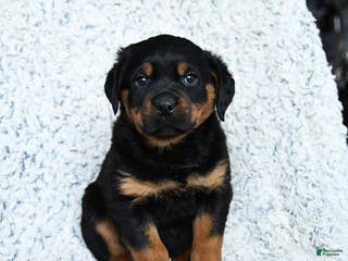 Rottweiler dogs Rocky - Ad 14