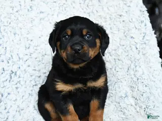Rottweiler dogs Rocky - Ad 19