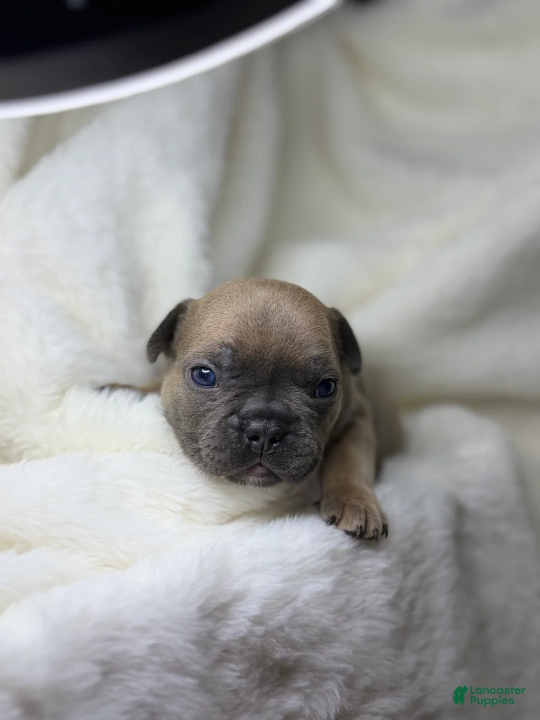 French Bulldog dogs for sale: French Bulldog 2 - Ad 2