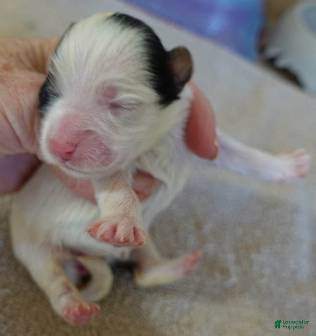 Yorkshire Terrier dogs for sale: Zuri exotic parti - Ad 5