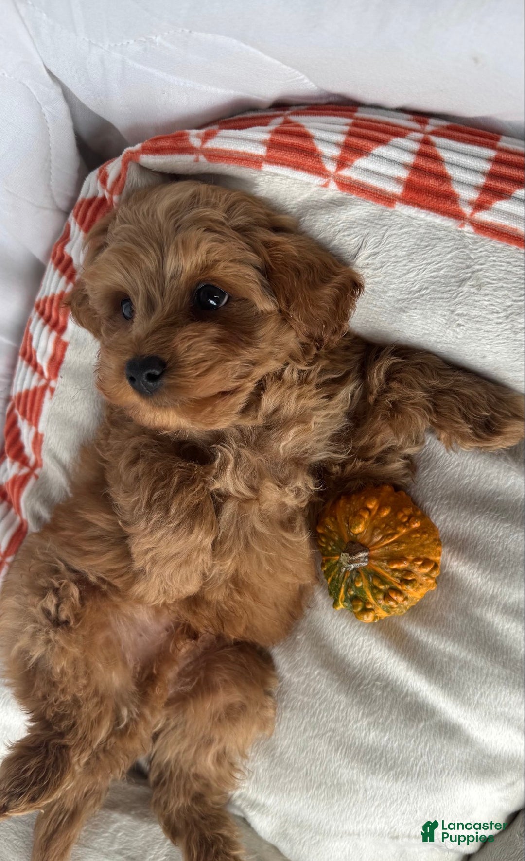 Cockapoo dogs for sale: ⭐️Cooper – The Golden Boy of the Litter 🐾🧡 - Ad 2