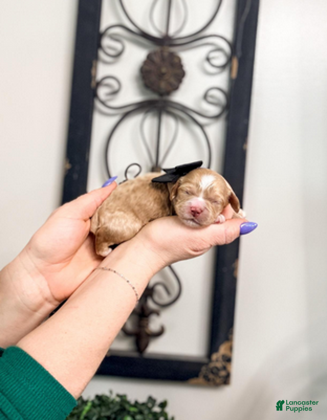 Mixed Breed dogs for sale: Midnight - Ad 1