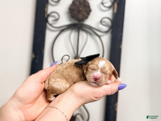 Mixed Breed dogs Midnight - Ad 23