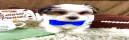 Yorkshire Terrier dogs for sale: Clark - Ad 15