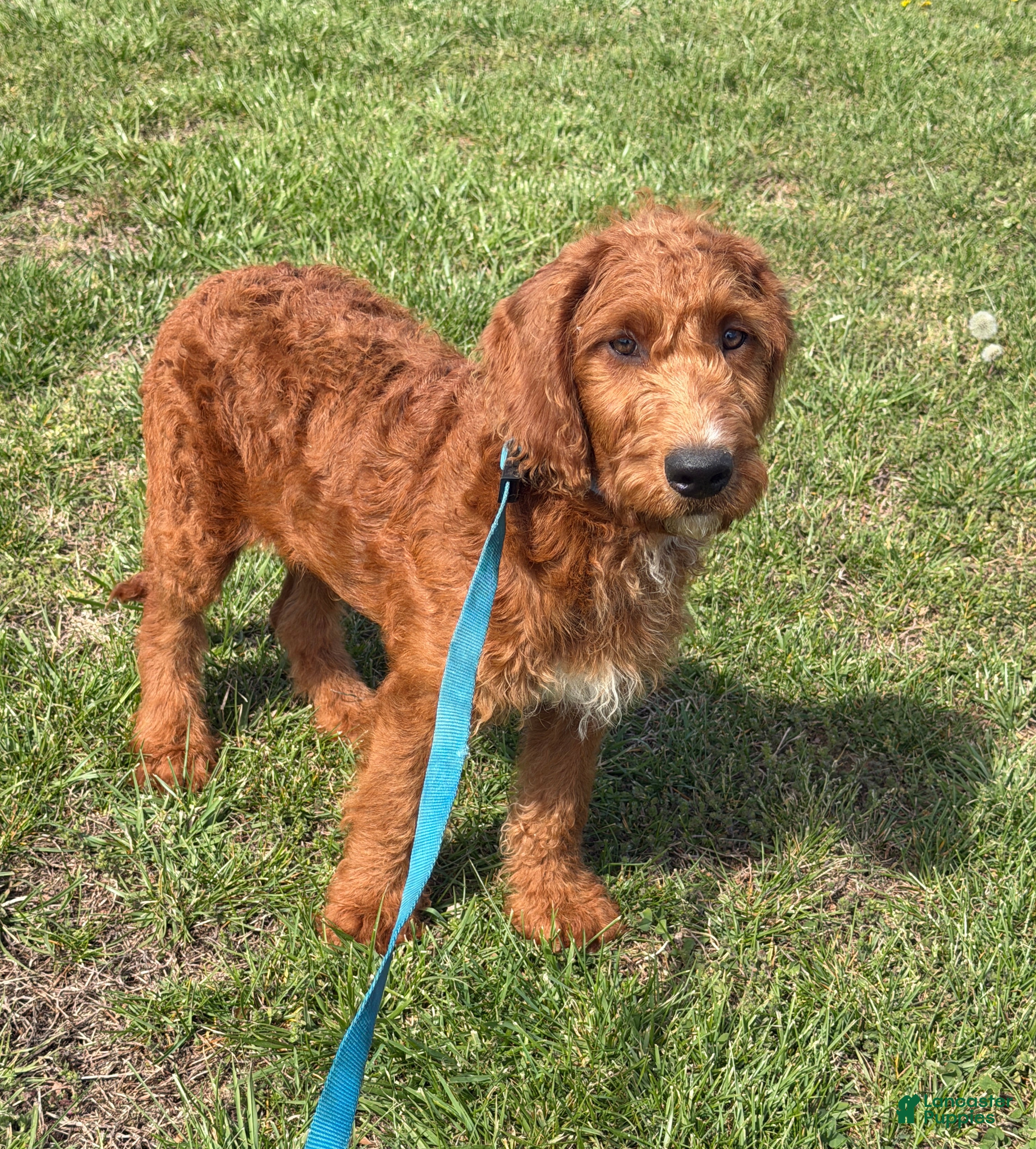 Labradoodle dogs Kenny - Ad 28