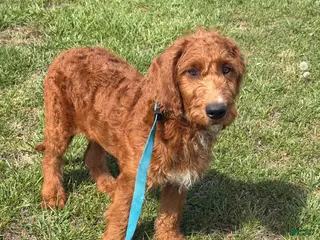 Labradoodle dogs Kenny - Ad 28