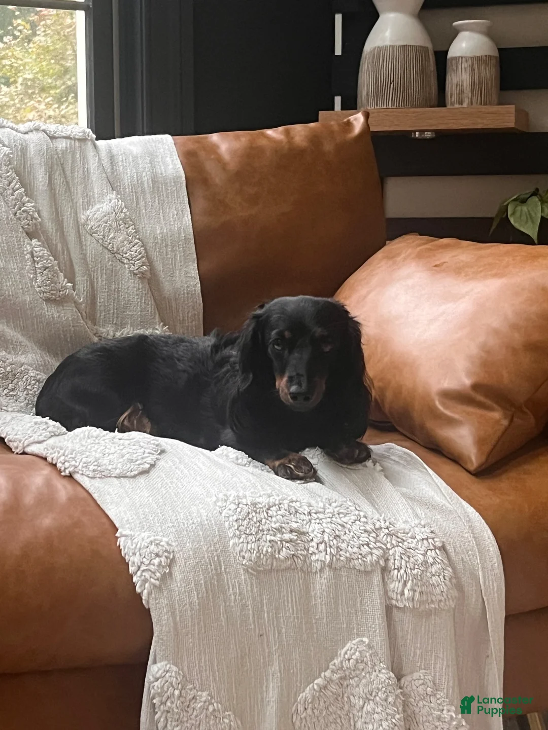 Dachshund dogs for sale: Okami - Ad 4