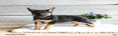 Echo