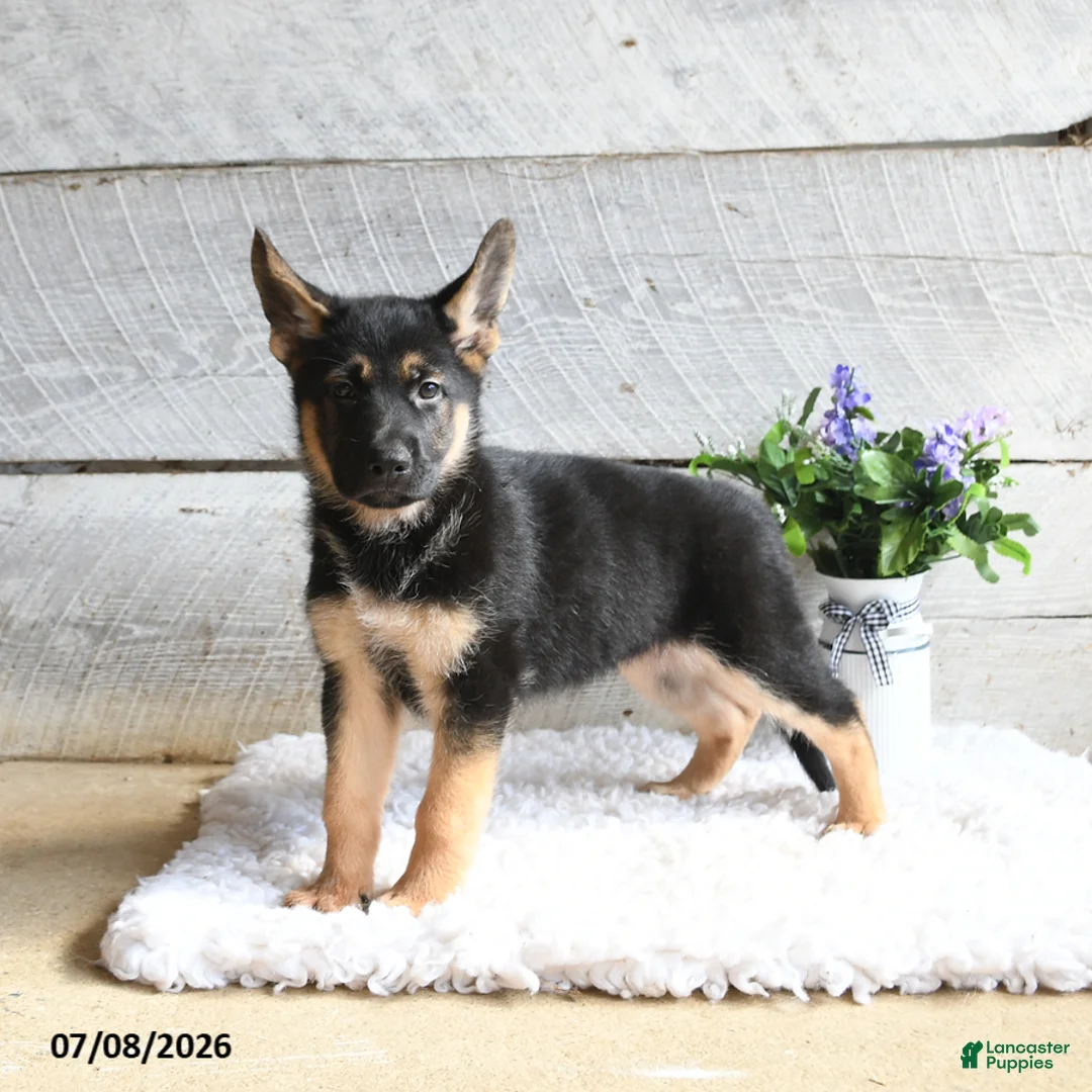 German Shepherd dogs for sale: Echo - Ad 1