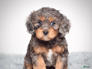 Cavapoo dogs - Ad 13