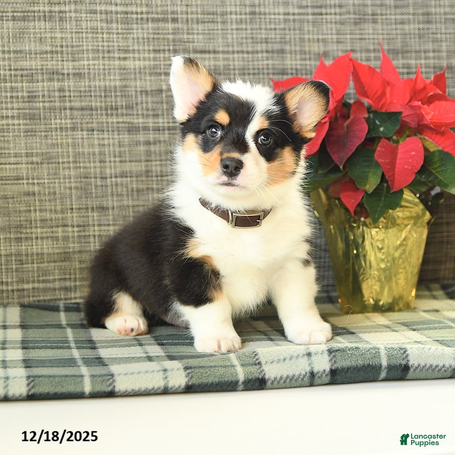 Welsh Corgi Pembroke dogs Fluffy Blizzard - Ad 30