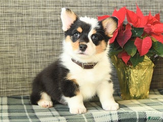 Welsh Corgi Pembroke dogs Fluffy Blizzard - Ad 27