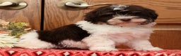 Havanese dogs for sale: Zoey - Ad 7