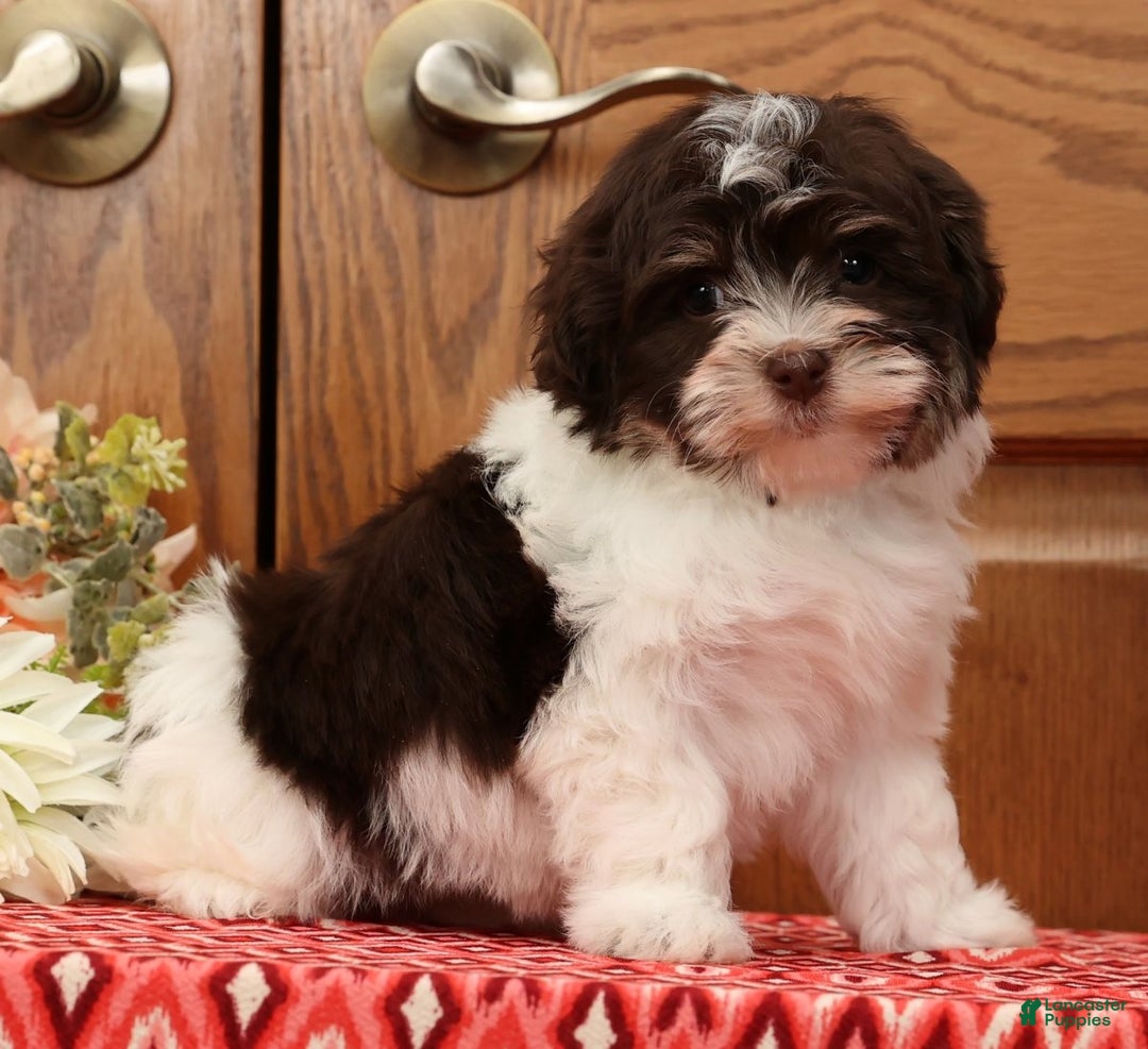 Havanese dogs for sale: Zoey - Ad 7
