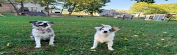 Mixed Breed dogs for sale: PopTart - Ad 5