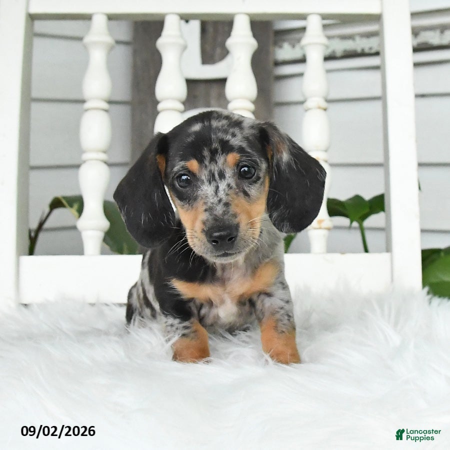 Dachshund dogs Toby - Ad 1