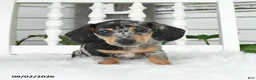 Dachshund dogs for sale: Toby - Ad 1
