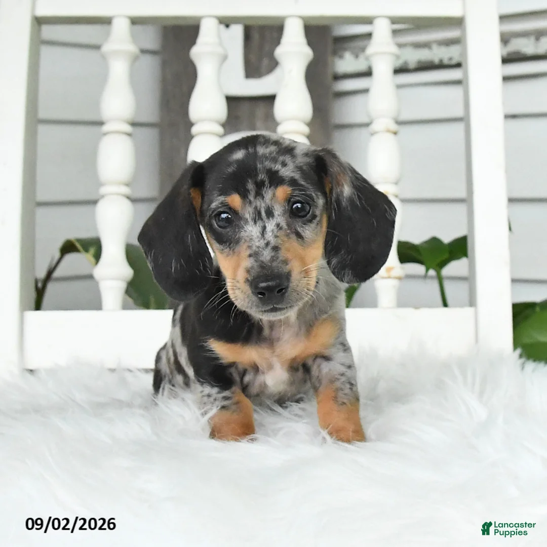 Dachshund dogs for sale: Toby - Ad 1